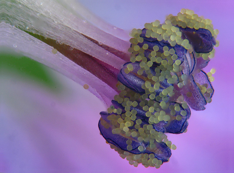 Geranium molle / Geranio volgare